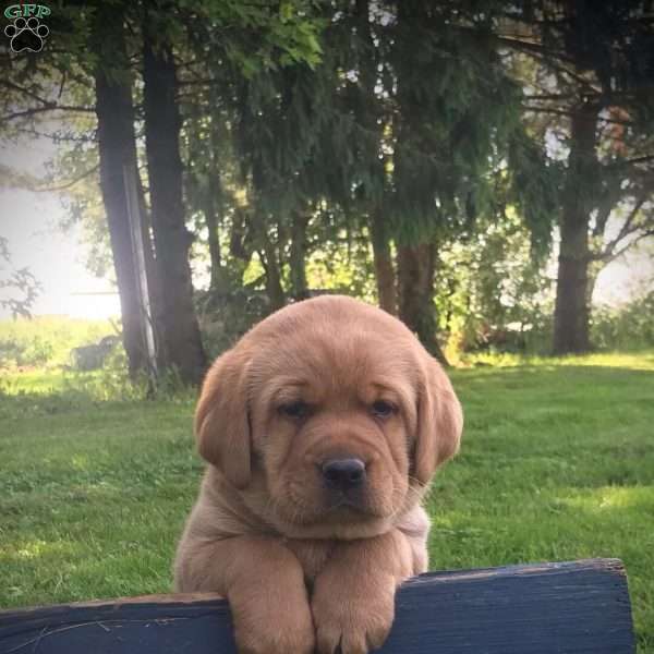 French Vanilla, Fox Red Labrador Retriever Puppy